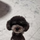 개님살롱 이미지