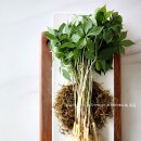 자연푸드 유한회사