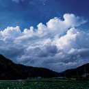 비실연꽃마을 이미지