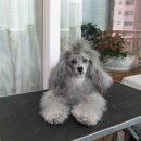 한국참피온 이미지