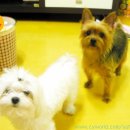 대전오류초교 이미지