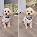 달고나 펫살롱 이미지