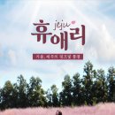 2025년 팔금 섬 유채꽃축제 | 제주도 11월 여행 코스/가볼만한 곳, 날씨 정리: 억새 보고 방어 축제 가고 생물 갈치 먹고