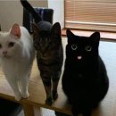 펀포레스트 이미지