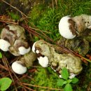 그루터기공원 이미지