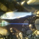 두 달 만의 조행.. 처음 가본 임진강.. 이미지