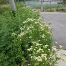 맹씨네 농장 이미지