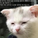 자인산업 | 자인스쿨 프리미엄 패키지 후기 / 취준 자소서 컨설팅 추천