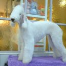 달이네 애견미용실 이미지