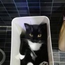 심통