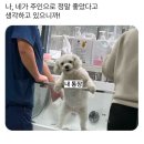 와이프로젝트 버클 스트랩 크롭 데님 자켓 그레이 후기 / 리뷰