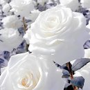 웰빙댄스 이미지