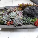 혜인이네꽃가게 이미지