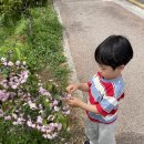 이천 아기랑 가볼만한 곳 [설봉공원] 1년치 꽃 다보고 옴🌷