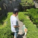 봄비와씨앗 데일리프린팅 | 중형견 해충방지 옷 멀로 강아지 진드기 여름옷 필수템 이유