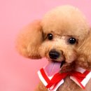 퀸펫살롱 이미지