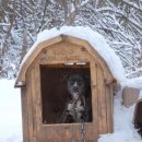 도도네 개집 이미지