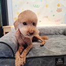 강아지살롱 | 부산 연산동 강아지 푸들 미용 뽀살롱 머드스파 만족 후기