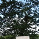 관음사의 왕벚나무자생지 이미지