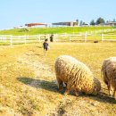 이&장 목장 이미지