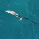 돌고래와펭귄 이미지