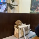 걷다가,봄 | [걷다가봄] 부천 브런치/상동 샌드위치 맛집/상동역 애견동반 카페