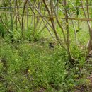 똘배농장 이미지