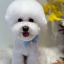 521펫살롱 이미지