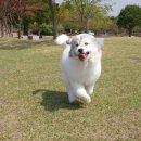 똥강아지 이미지