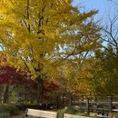 몽브루 | 서울 수유 419 카페거리 은행나무 명소 몽브루 카페(MONBREW)