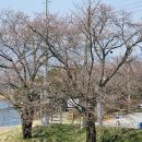 섬진강대나무숲길 이미지