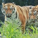 서울대공원 이미지