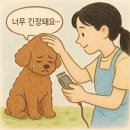 멍멍나래 이미지