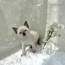 오독안심분양센터 강아지분양 고양이분양 대구점 이미지