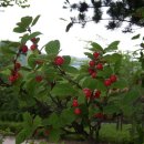 영천댐관광농원 이미지