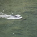 외룡카포스 이미지