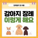 아리아펫 이미지