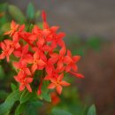 막심이네-수입 이미지