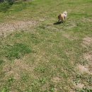 개구쟁이 애견 이미지