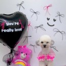 아이뽀 강아지미용실 이미지