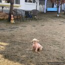 댕댕이꺼 | 원주 단구동 애견카페 댕댕이좋은날 실내 야외 소형견전용