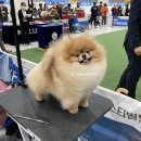 안다켄넬 이미지