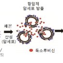 암세포 만나면 팽창하여 약물 흘러나오는 나노캡슐 개발...부산대학교 연구팀 이미지