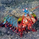 구각목 (Mantis shrimp) 이미지