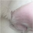 브리더독 이미지