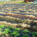 아브라함농장 이미지