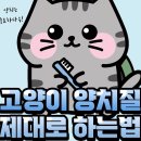 78. 고양이 정보(양치질 제대로 하는 법) 이미지