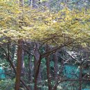 산뽕나무 Morus bombycis Koidz. 이미지