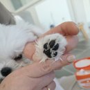 마이펫스토리 | 다이소제품 추천｜헬로마이펫 강아지 피부보습제, 건조한 발바닥에 직접 써본 솔직 후기