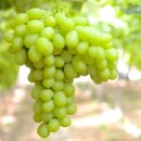 코튼캔디 이미지